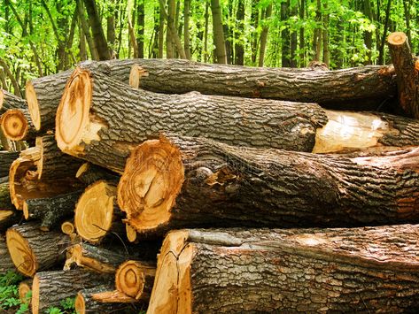 Logs of a tree an oak in wood. аbstract background #Sponsored , #ADVERTISEMENT, #sponsored, #tree, #background, #bstract, #Logs Tree Logs, Leaf Images, Wood Logs, Principles Of Design, Wood Burning Stove, Oak Tree, Wood Stove, Wood Burning, Oak Wood