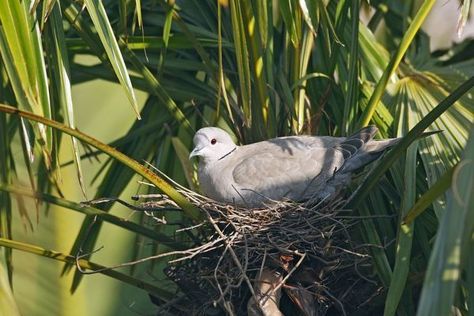 Nest Drawing, Collared Dove, Dove Nest, Birds Nests, Turtle Doves, Crow's Nest, Turtle Dove, Love Quotes Wallpaper, The Nest