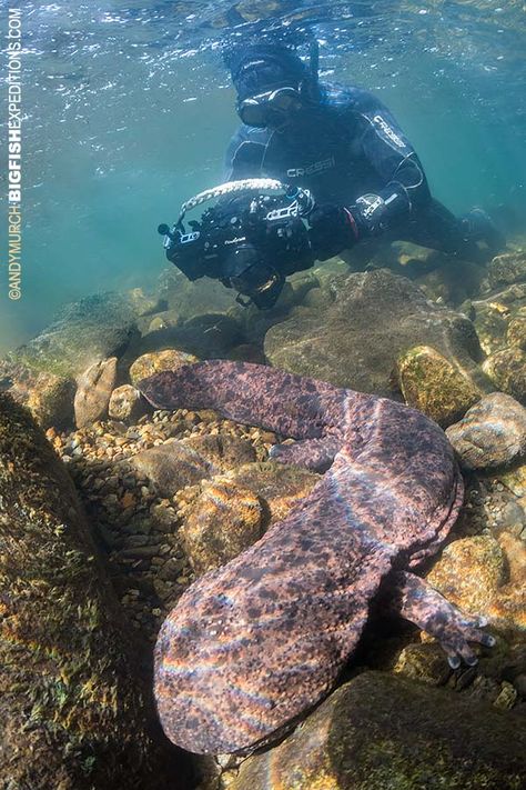 Japanese Giant Salamander, Japanese Salamander, Chinese Giant Salamander, Duck Feed, Giant Salamander, Living Fossil, Giant Animals, Creature Artwork, Water Animals