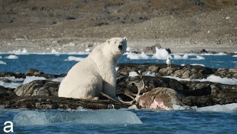 Polar Bear Hunting, Svalbard Reindeer, Climate Warming, Bear Attack, Arctic Sea, Bear Hunting, Wild Kingdom, Arctic Fox, Marine Mammals