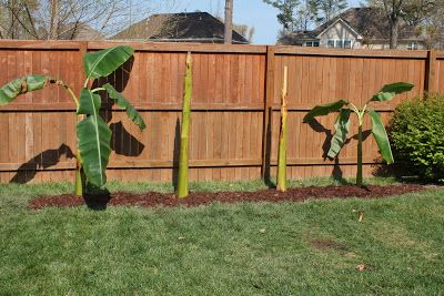 Spring Planting: Banana Trees - Sand and Sisal Banana Trees Landscape, Tropical Plants Uk, Banana Plant Care, Grow Banana Tree, Landscaping Around Pool, Banana Trees, Banana Plant, Spring Planting, Trees Landscape