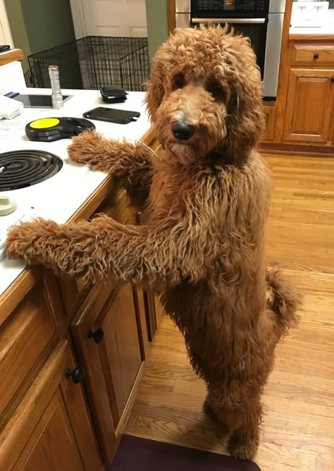 Golden Doodles Full Grown, Cockerpoo Full Grown, Brown Labradoodle, Beauceron Dog, Doodle Dogs, Doodle Puppy, Labradoodle Puppy, Dream Dog, Golden Doodle