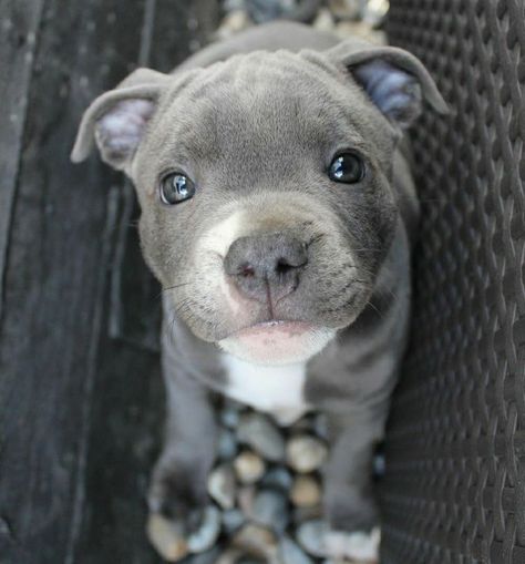 Blue Nose Pitbull Puppies, Pitbull Dog Puppy, Blue Pitbull, Pitbull Puppies For Sale, Blue Nose Pitbull, Bully Breeds Dogs, Dog Mommy, Pitbull Puppy, Cute Little Puppies