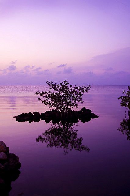 Purple Pictures, Purple Landscape, Purple Reign, Purple Love, All Things Purple, Purple Rain, Purple Wallpaper, Purple Hues, Purple Aesthetic