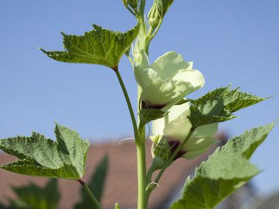 Okra Is a Southern Beauty That Won't Wilt in the Heat | SouthernLiving Okra Vegetable, Growing Okra, Okra Gumbo, Okra Plant, Okra Seeds, Southern Beauty, Pickled Okra, Southern Summer, Plant Box