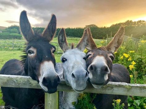 Abandoned Farmhouse, Cute Donkey, Airplane Essentials, Cute Animals Images, Pretty Animals, The South Of France, Donkeys, Cute Creatures, Sweet Animals