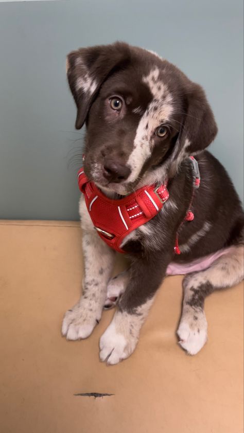 Chocolate Lab x Aussie mix puppy 9 weeks old. Has streak of white down face and white on front legs. Head turned sideways Lab Aussie Mix Dog, Aussie Lab Mix Dogs, Aussiedor Dog, Husky Lab Mix Puppy, Australian Shepherd Lab Mix, Chocolate Lab Mix, Lab Mix Puppies, Aussie Mix, German Shepherd Husky