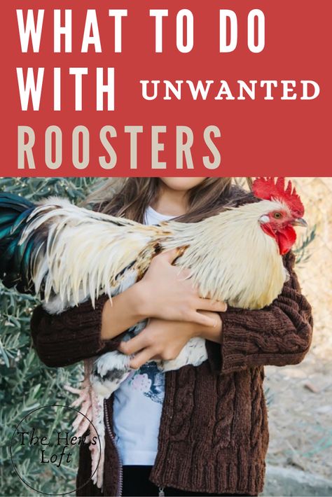 Rooster House Diy, Rooster Coop Ideas Diy, Roosters And Chickens, Rooster Bachelor Coop, Rooster House Ideas, Rooster Coop Ideas, What Do Chickens Eat, Big Chicken Coop Ideas, Rooster Recipes