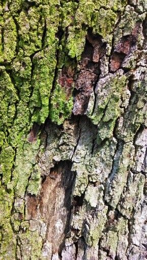 Oak Aesthetic, Oak Tree Bark, Bark Idea, Pointalism Art, Tree Bark Texture, Growth And Decay, Tree Study, Tree Textures, School Murals