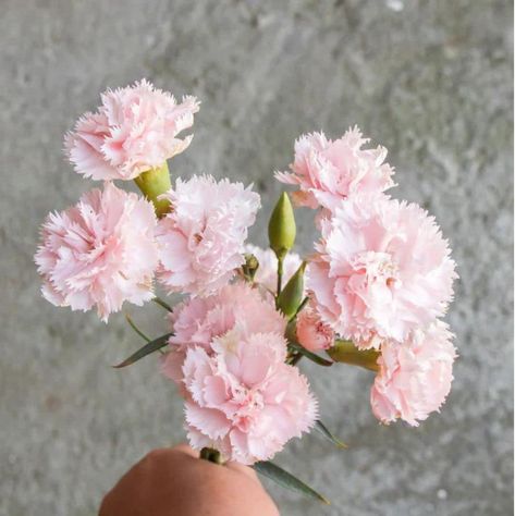 Amazon.com: 50 La France PINK CARNATION Dianthus Caryophyllus Chabaud Flower SeedsComb S/H by Seedville : Patio, Lawn & Garden Amazing Vase, Dianthus Caryophyllus, Pale Pink Flowers, Soft Candy, Pink Carnations, Seed Company, Spring Bulbs, Attract Butterflies, Heirloom Seeds