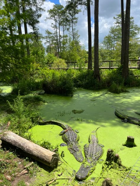 Alligator Vs Crocodile, Florida Crocodiles, Wetlands Photography, Swamp Crocodile, Alligator Aesthetic, Crocodile Aesthetic, Alligator In Water, Alligator In Swamp, Crocodile In Water