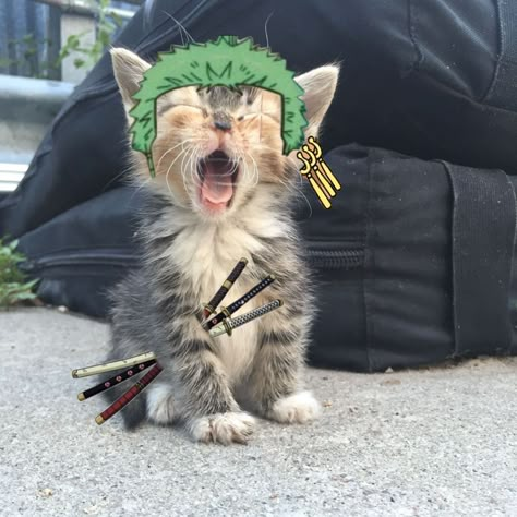 One Piece As Cats, Zoro One Piece Pfp, Zoro Cat, Zoro Pfp, Cat Yawning, Anime Kitten, رورونوا زورو, Dog Jokes, Puppy Cute