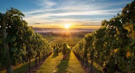 Country Vacation, Romantic Wine, Clare Valley, Local Travel, Victoria Australia, Wine Region, Relaxing Day, Dark Horse, Napa Valley