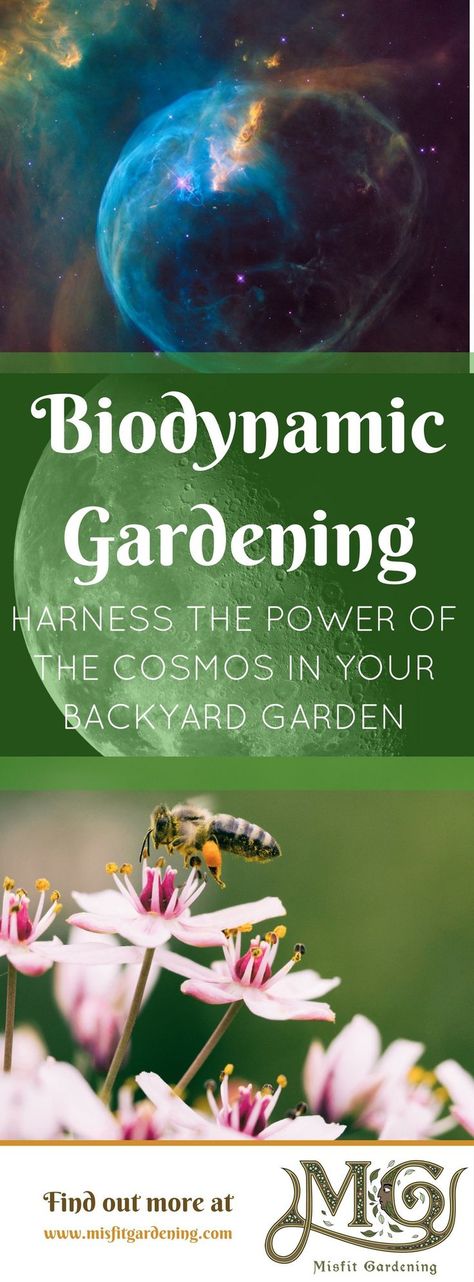 Biodynamic Farming, Biodynamic Gardening, Permaculture Farm, Vegetable Garden Planner, Modern Homesteading, Veg Patch, Backyard Garden Layout, Fall Vegetables, Organic Vegetable Garden