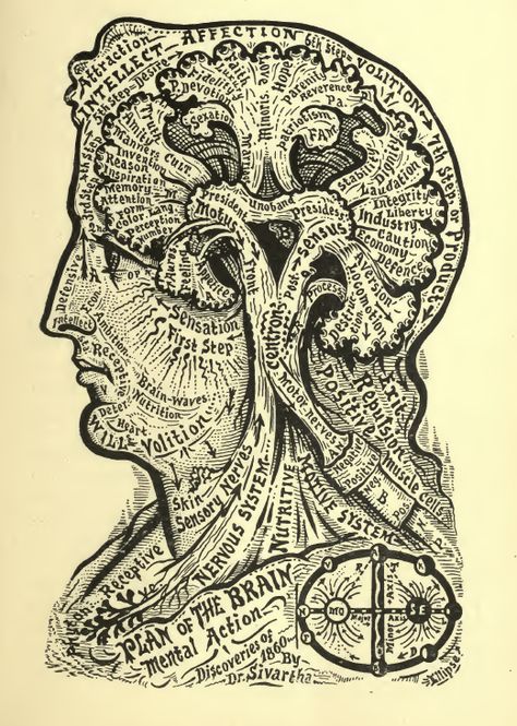 Map Your Murderousness With These 19th-Century Brain Charts. The mysterious Alesha Sivartha had a formidable collection of phrenology maps. Brain Mapping, Marquesan Tattoos, Brain Art, Human Mind, Arte Popular, Sociology, Book Of Life, Antique Books, Public Domain