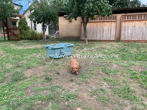 pinewoodcavapoos | Happy, family raised Cavapoos! Happy Family, Patio, Outdoor Decor, Patios