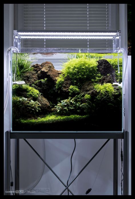 Fishbowl Ideas, Aquarium Scape, Aqua Scaping, Aqua Design, Fish Tank Themes, Amazing Aquariums, Fish Tank Terrarium, Cool Fish Tanks, Fish Tank Design