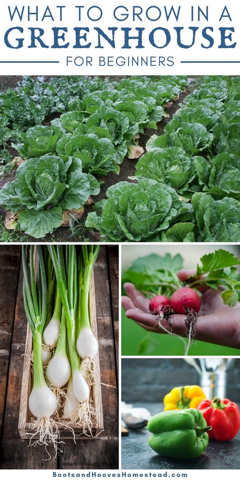 School Greenhouse Ideas, Greenhouse Floors Diy, Growing In A Greenhouse Tips, Best Plants To Grow In Greenhouse, Green House Veggie Garden, Green House Hacks, Setting Up A Greenhouse, Things To Grow In A Greenhouse, Small Diy Greenhouse Simple