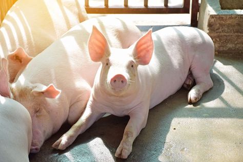 Large White Pig Breed: All You Need to Know About this Bacon Producer Large White Pig, National Pig Day, Pig Breeds, White Pig, Raising Pigs, Farm Sanctuary, Mini Pigs, Cute Piggies, Baby Pigs