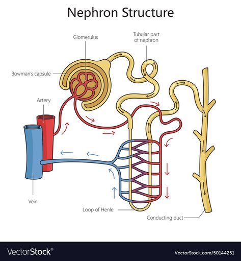 Structure Of Nephron Diagram, Nephron Diagram, Biology Aesthetic, Science Vector, Medicine Art, Biological Science, Educational Illustration, Hate School, Body Anatomy