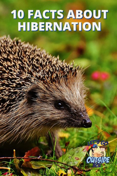 African Hedgehog, Animals That Hibernate, To Start A Conversation, Baby Hedgehog, National Geographic Kids, Facts For Kids, Forest School, Fascinating Facts, Go Outside