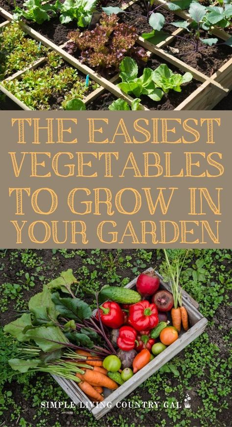 Garden Hack Ideas, Garden Diy Hacks, Vegetables To Grow, Easy Vegetables To Grow, Vegetable Garden For Beginners, Backyard Vegetable Gardens, Garden Wallpaper, Garden Veggies, Starting A Garden