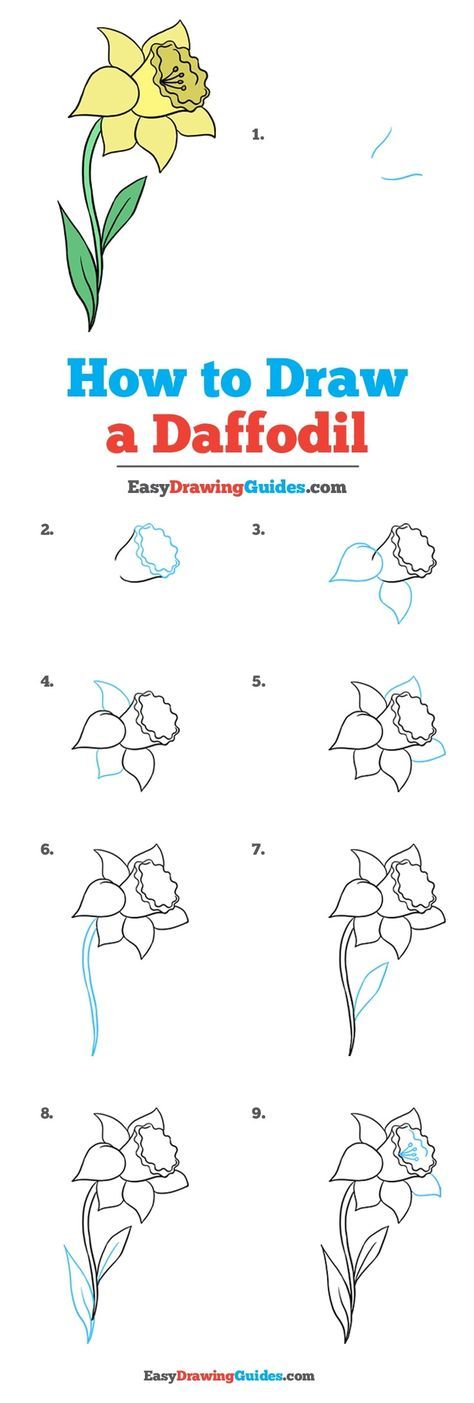 Learn How to Draw a Daffodil: Easy Step-by-Step Drawing Tutorial for Kids and Beginners. #Daffodil #DrawingTutorial #EasyDrawing See the full tutorial at https://easydrawingguides.com/how-to-draw-a-daffodil/. Daffodil Drawing, Desenhos Love, Easy Flower Drawings, Illustration Tutorial, Flower Drawing Tutorials, Drawing Tutorials For Beginners, Easy Drawing Tutorial, Drawing Tutorials For Kids, Drawing Flowers