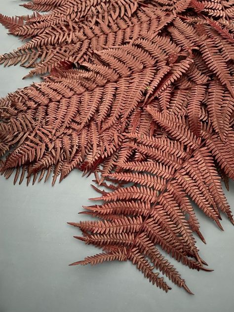 Dried & Floral Preserved Bracken Fern in Bordeaux, Deep Red Fern by DriedandFloral on Etsy Fern Christmas, Bracken Fern, Dried Fern, Valentines Flowers, Dried Floral, Dried Flower Arrangements, Dried Flower, Deep Red, Fern