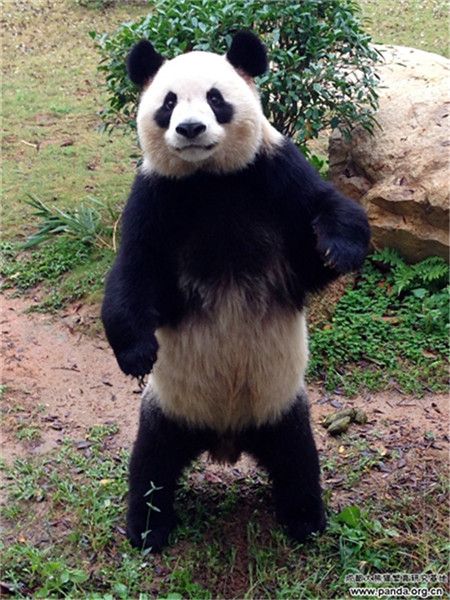 Panda "Yuan Zhou" stands up on his hind legs to reach food, making him look like a boxer. "Yuan Zhou", a male giant panda, was born in 2010.  He is kept at the Chengdu Research Base of Giant Panda Breeding in southwest China's Sichuan Province. http://www.chinatraveltourismnews.com/2015/04/giant-panda-stands-up-like-boxer.html Panda Standing, Chainsaw Carving Patterns, Chainsaw Wood Carving, Chinese Travel, Panda Costumes, Panda Illustration, Food Making, Chainsaw Carving, Giant Panda