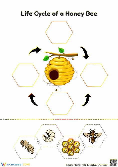 Life Cycle Of A Bee Craft, Honeybee Life Cycle, Bee Worksheets Free Printable, Life Cycle Of Honey Bee, Lifecycle Of A Bee, Bee Life Cycle Craft, Bee Kindergarten, Bee Worksheet, Bee Lifecycle