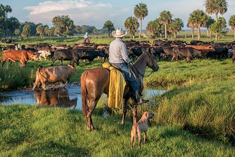 A History of the Florida Cracker Cowboys – Tampa Magazine Florida Cracker Horse, Cowboy History, Kiger Mustang, Florida Cracker, Hog Hunting, Cowboy Aesthetic, Florida Art, Cowboy Horse, Music Poster Design