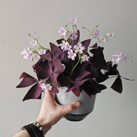 Blooming House Plants, Oxalis Spiralis, Oxalis Plant, Colourful Plants, Surreal Flowers, Plant Classification, Oxalis Triangularis, Pink Plants, Plant Care Houseplant