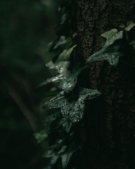 May your day be full with magic & may you not be too busy to see it 🍃💧 . #leafphotography #nature #naturequotes #travelinspo #macrophotofraphy #moody #forest #walkinthewoods #green #leaf Moody Plants Aesthetic, Dark Green Forest Aesthetic, Dark Green Forest, Moody Forest, Viridian Green, Moody Nature, Leaf Photography, Moody Photography, Plant Aesthetic