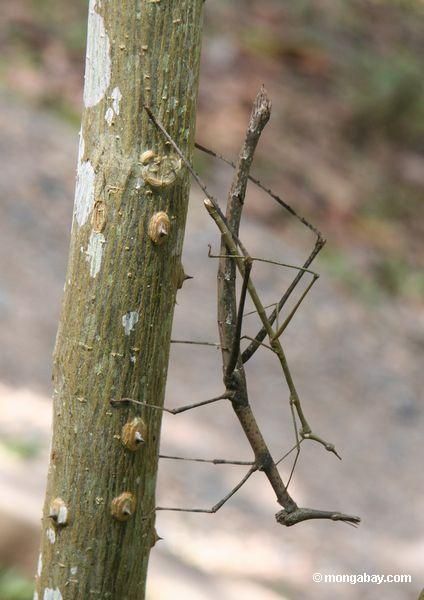 Walking stick insects mating (Proscopiidae family) Walking Stick Insect, Stick Bug, Stick Insect, Animal Adaptations, Wooden Canes, Nature Projects, Insects Theme, Bees And Wasps, Wooden Walking Sticks