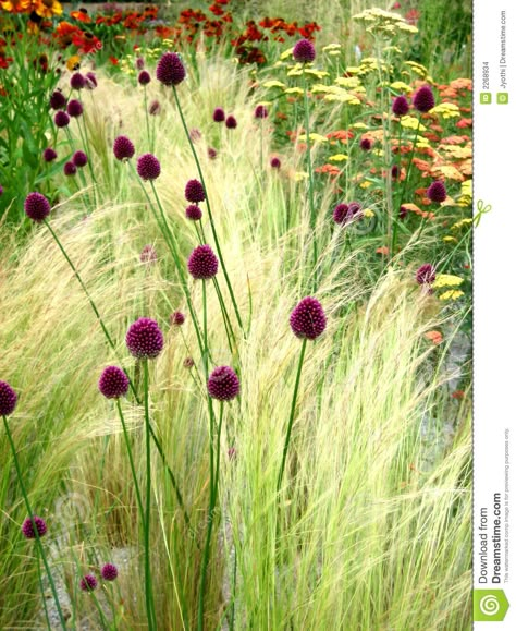 Wild Flowers - Download From Over 36 Million High Quality Stock Photos, Images, Vectors. Sign up for FREE today. Image: 2268934 Prairie Garden, Gravel Garden, Grasses Garden, Plant Combinations, Ornamental Grasses, Garden Cottage, The Grass, Types Of Flowers, Front Garden