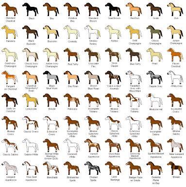 Color Chart:) Horse Color Chart, Horse Coat Colors, Horse Facts, Horse Info, Horse Tips, Horse Health, Horse Quotes, Horse Crazy, Horse Life