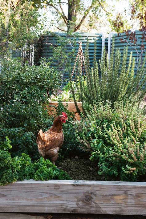 Wrap Around Verandah, Veggie Patch, Farmhouse Garden, Veg Garden, Garden Photography, A Chicken, Veggie Garden, Garden Cottage, Edible Garden