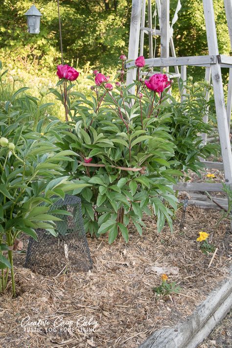 How To Support Peonies - CREATIVE CAIN CABIN Flowers For Garden, April Ideas, Yellow Peonies, Planting Peonies, Organic Vegetable Garden, Replant, Plant Supports, Rose Scented Products, Organic Vegetables