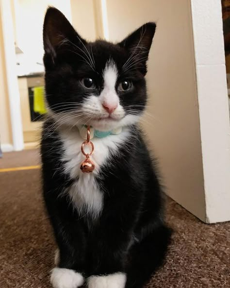 Tuxedo Cat Aesthetic, Tuxedo Cats, Tuxedo Cat Tattoo, Baby Tuxedo, Tuxedo Kitten, Black Cat Aesthetic, White Kittens, Tuxedo Cat, Cute Animals Images