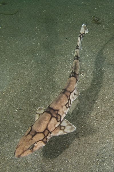 Chain Shark - A small, spotted shark that has a characteristic fluorescent activity. Considered harmless and rarely encountered by humans. The shark occupies depths of 190 to 1,178 ft and occupies shallower depths in the northern region compared to southern areas. Sizes of the species range from 0.36 feet (immature), to 1.5 feet (adult). Females tend to be larger at maturity, being 1.7 feet long compared to their male counterparts at 1.64 feet. Spends the daytime resting at the bottom. Pretty Sharks, Chain Catshark, Spotted Shark, Australian Shepherd Husky, Cat Shark, Shark Photos, Shark Pictures, Beautiful Sea Creatures, Water Animals