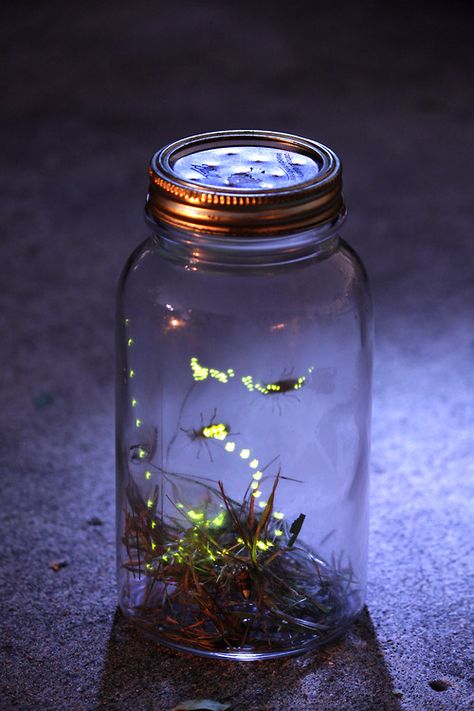 adventures in capturing fireflies - memories flood back...  Hopefully our grandchildren can have this experience. Catching Lightning, Lightening Bugs, Star Trek: Voyager, Firefly Jar, Star Trek: Enterprise, Fire Flies, Lightning Bugs, Firefly Serenity, Sweet Lover