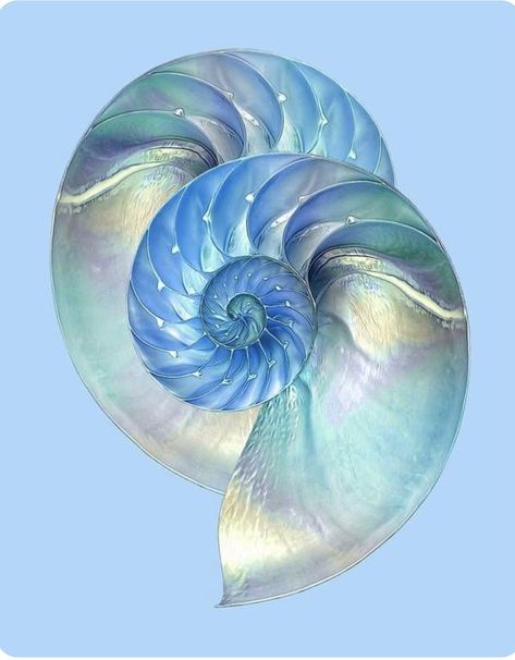 Blue Artwork Abstract, Shell Drawing, Kristina Webb, Art Coquillage, Seashell Painting, Nautilus Shell, Sea Art, Shell Art, Blue Colour