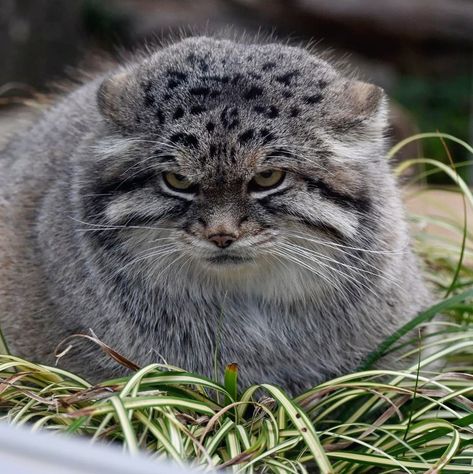 Pallas Cat Aesthetic, Palla Cat, Palas Cat, Manul Cat, Pallas Cats, Pallas Cat, Small Wild Cats, Pallas's Cat, Exotic Cats