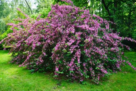 Weigela: How to Plant, Grow and Care for a Landscape Classic Weigela Bush, Plants To Attract Hummingbirds, Deer Resistant Shrubs, Partial Sun Perennials, Deer Resistant Plants, Sun Perennials, Balcony Plants, Garden Bulbs, Evergreen Plants