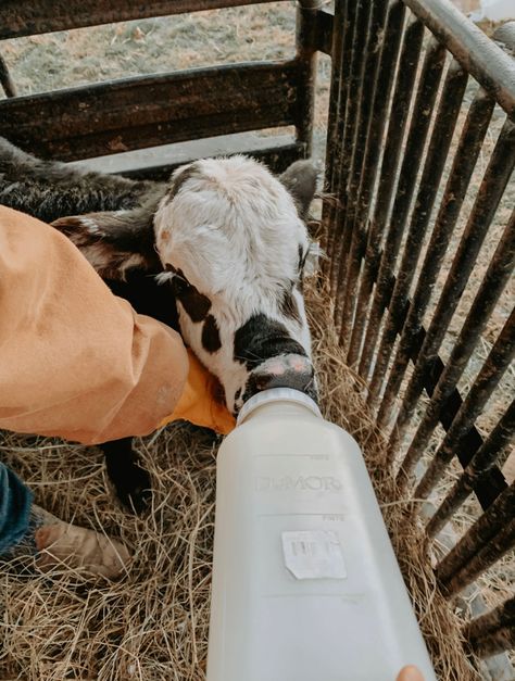 Bottle Calf, Cow Feeding, Cow Farm Aesthetic, Family Milk Cow, Field Of Cows Aesthetic, Feeding Cows Aesthetic, Show Cows, Cow Wallpaper, Cows In A Field Aesthetic