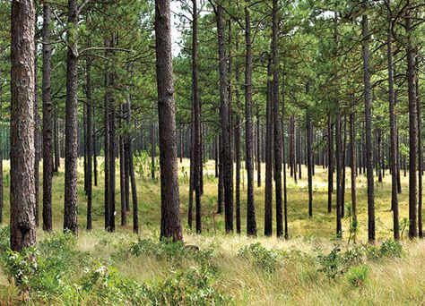 Long Leaf Pine: A Tree With Deep Southern Roots | Garden and Gun Pine Projects, Long Leaf Pine, Longleaf Pine, Tree Photos, Zac Brown, Homestead Ideas, Tree Identification, Khao Yai, Pine Trees Forest