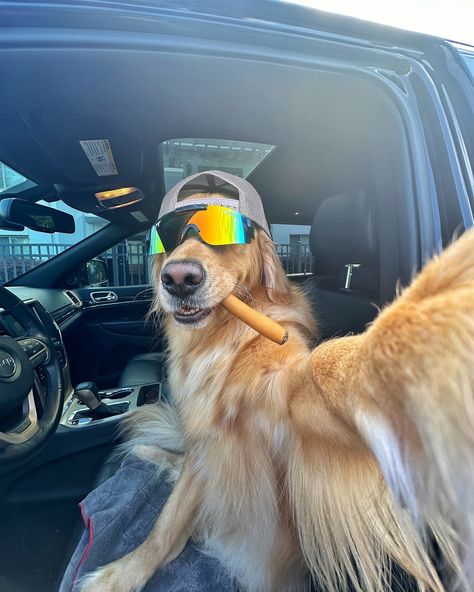 Going for a Sunday drive 😎 #dogselfie #dogsinhats #dogsofflorida #dogsoforlando #dogsofinstagram #funnydog #jeep Dog Driving Car, Dog Driving, Driving Car, A Vet, Dog Selfie, People Online, Vroom Vroom, Cristiano Ronaldo, Ronaldo