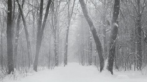 Snow Forest, Snow Falling, Usa Road Trip, Snowy Forest, Nature Architecture, Destination Ideas, Banner Gif, Beautiful Travel Destinations, Photography Guide