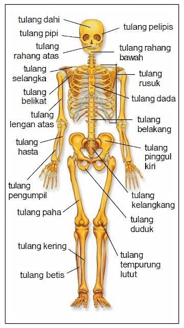 Gambar Pola Kerangka Manusia Struktur Teks, Doctor Quotes Medical, Human Body Organs, Medicine Notes, School Study Ideas, Basic Anatomy And Physiology, Nurse Study Notes, Nursing Student Tips, Human Body Parts