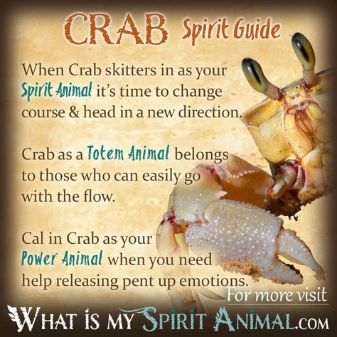 Crab teaches how to hold on tight when you’re feeling insecure and to sidestep obstacles with grace. Delve deeply in Crab symbolism and meaning to find out how this animal spirit guide can educate, assist, and animate you. Crab Spirit Animal Meaning, Crab Spiritual Meaning, Crab Symbolism, Native American Animal Symbols, Animal Totem Spirit Guides, Spiritual Animals, Native American Zodiac, Animal Symbols, Native American Animals